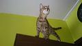 2016-06-06 15.04.11 - Inka